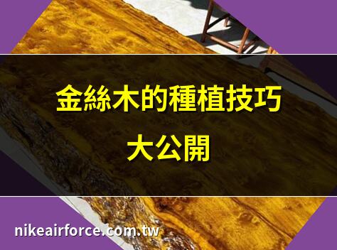 金絲木